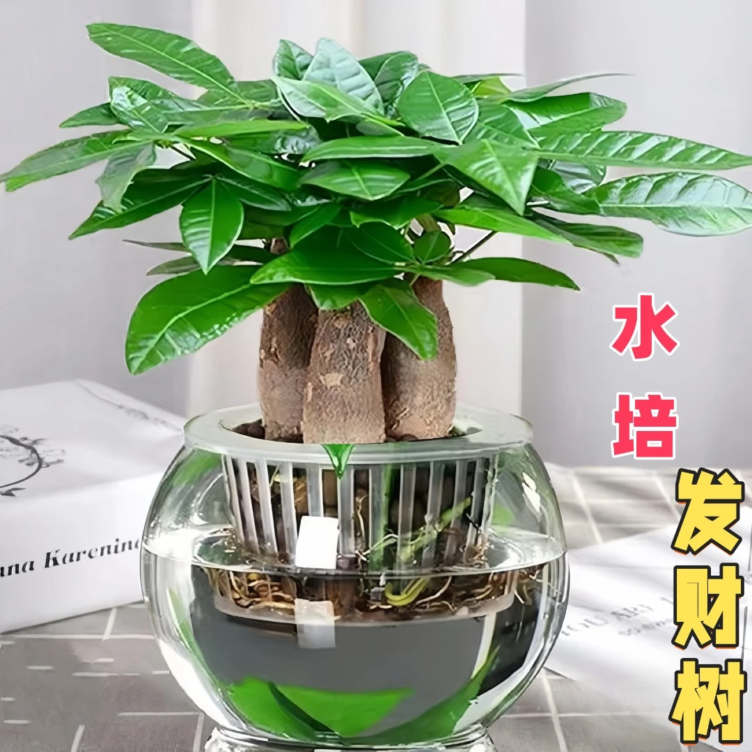 四季常青懒人水培发财树盆栽桌面绿植室内养活招财植物