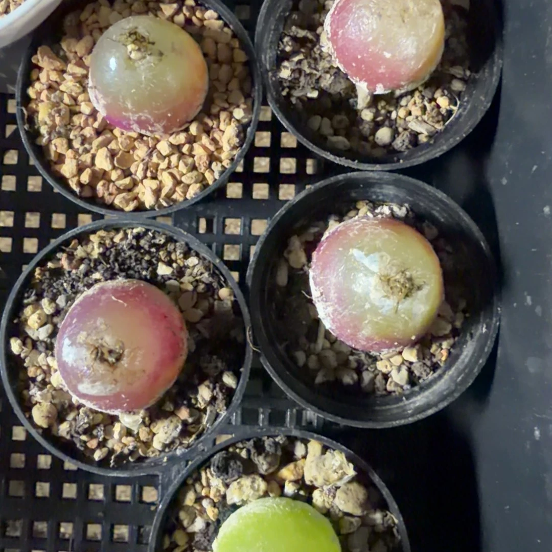 2.5以上老母本灯泡福利856号