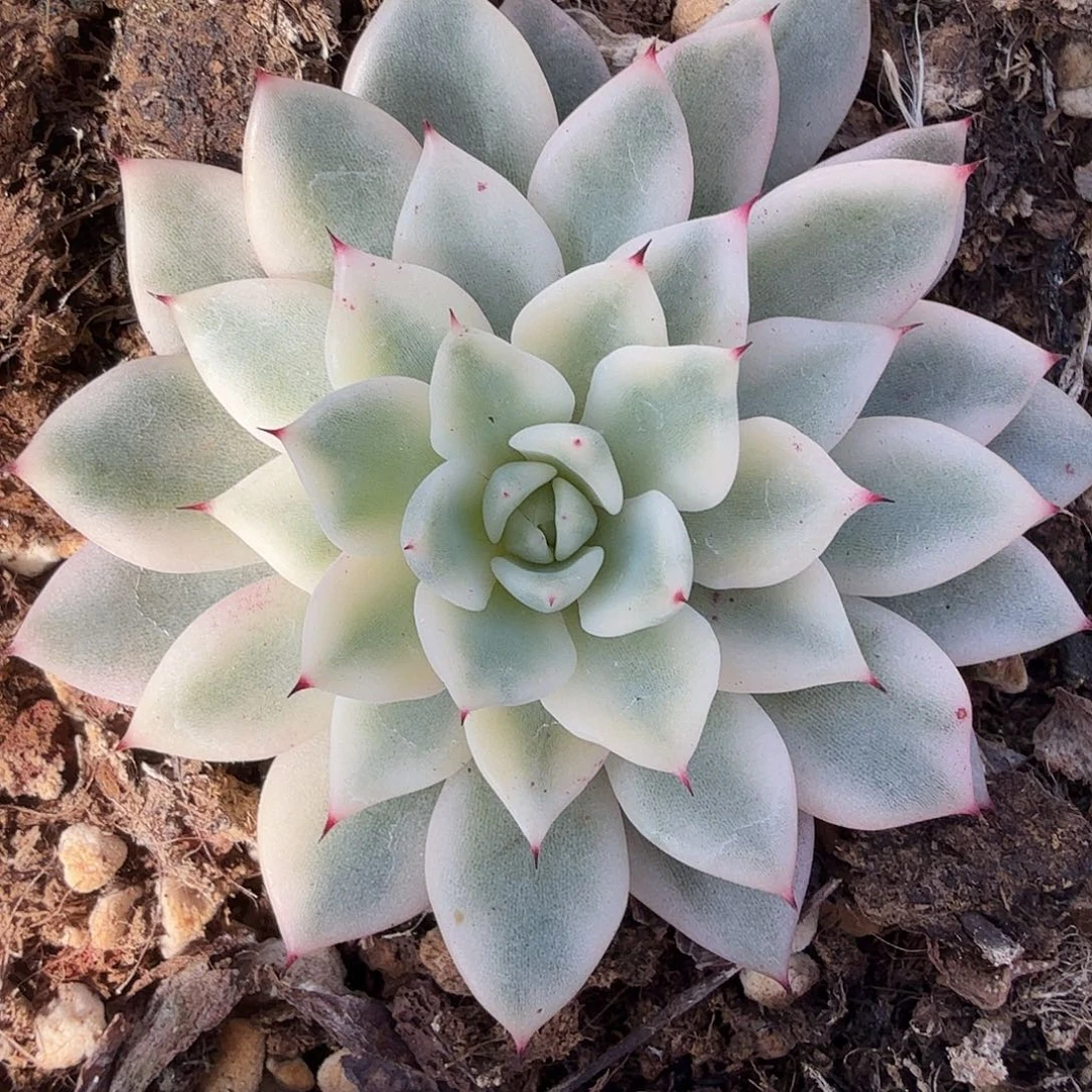 绿爪锦，多肉植物。