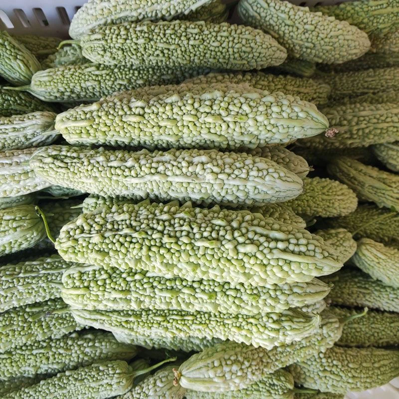 五斤湖北新鲜现摘老品种白苦瓜当季蔬菜天然健康