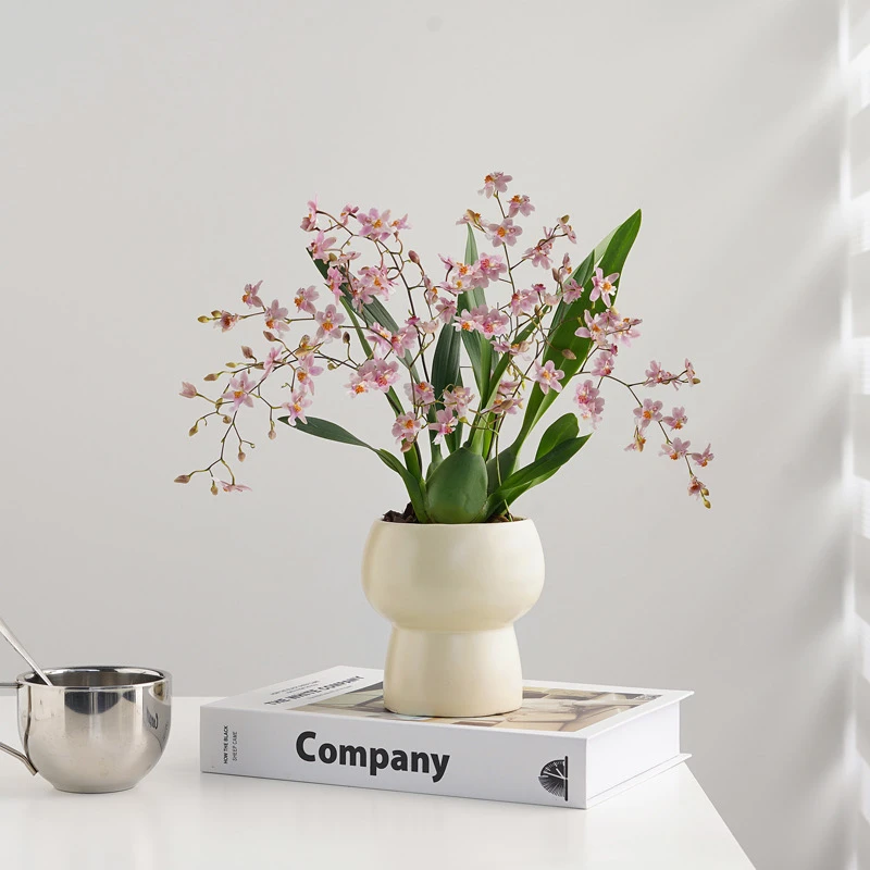 文心兰梦香兰带花苞花剑阳台盆栽室内窗边香味四季好养活花卉绿植