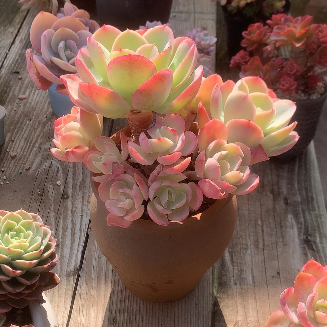 云*骑兵碧桃多肉植物脱土