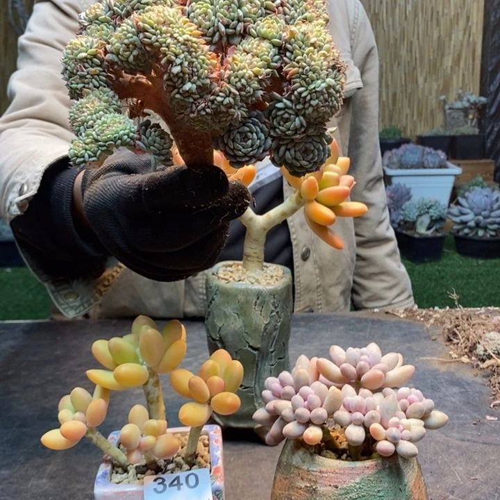 @***月341号白胖子多肉植物