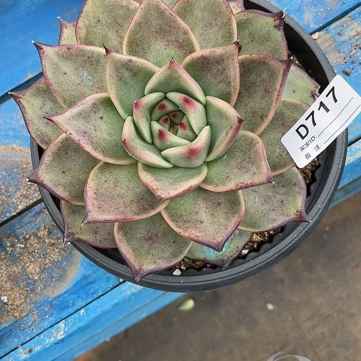 若如东云单拍D717