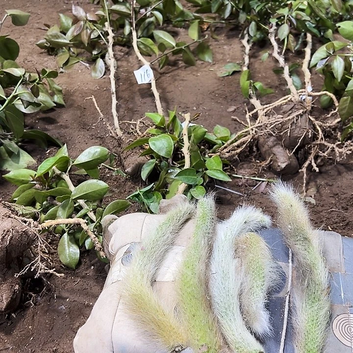 五段九尾狐枝条一份