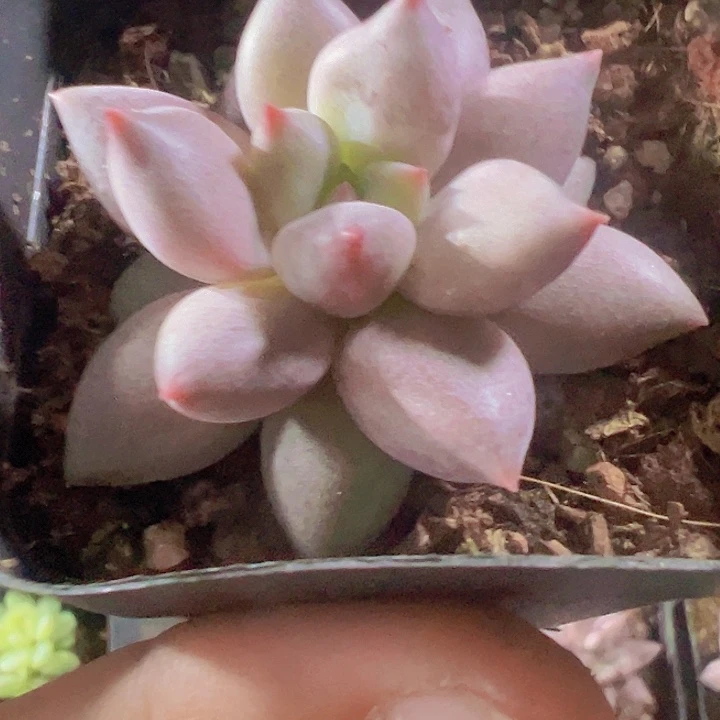 红蜻蜓精品多肉植物