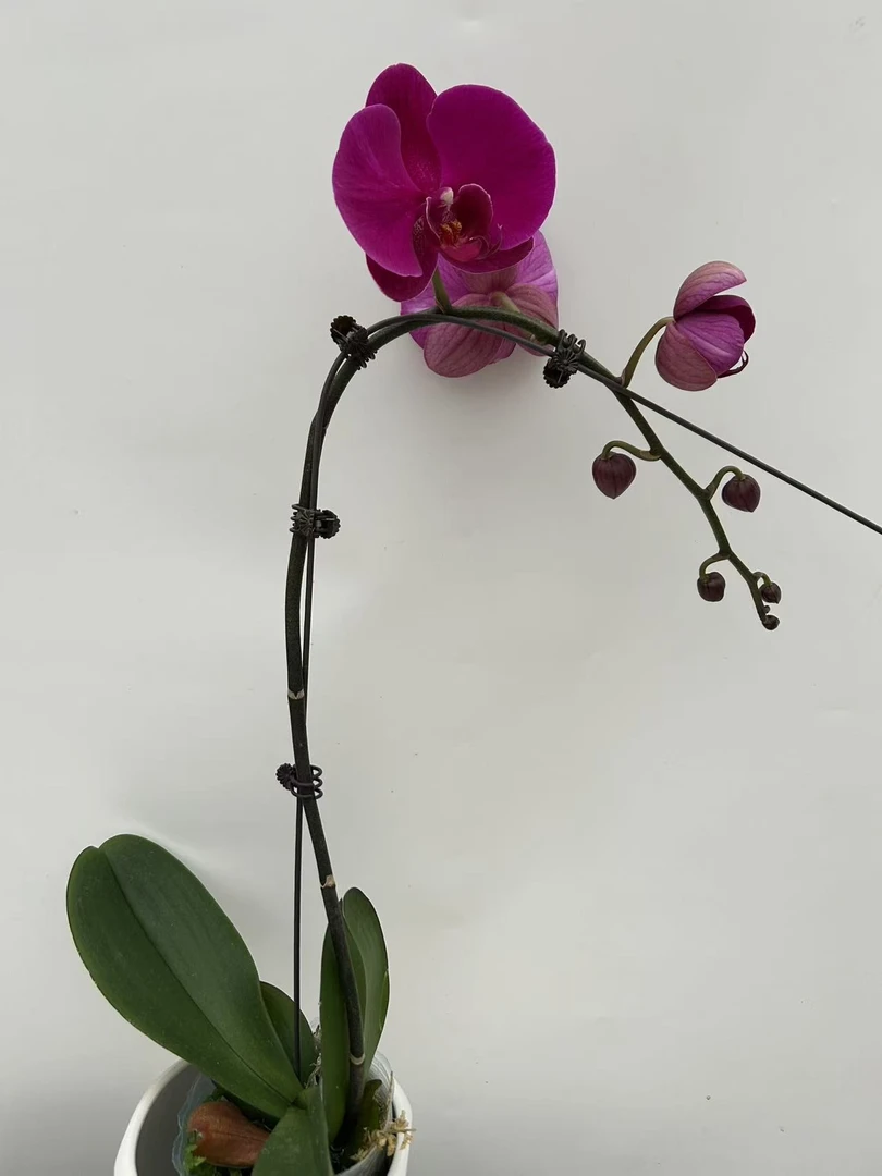 欢然花田蝴蝶兰（大辣椒）3.5寸大杯，叶片自然开裂正常现象