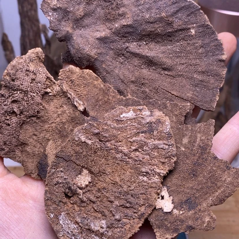 【闪购商品】海南10克老顶