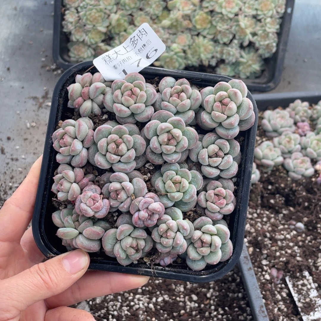 糕大上多肉植物176