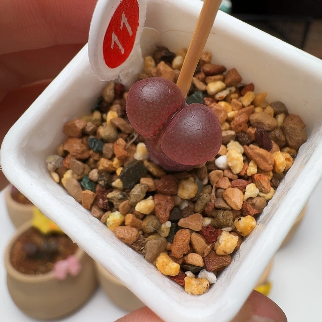 多肉植物福利风铃11