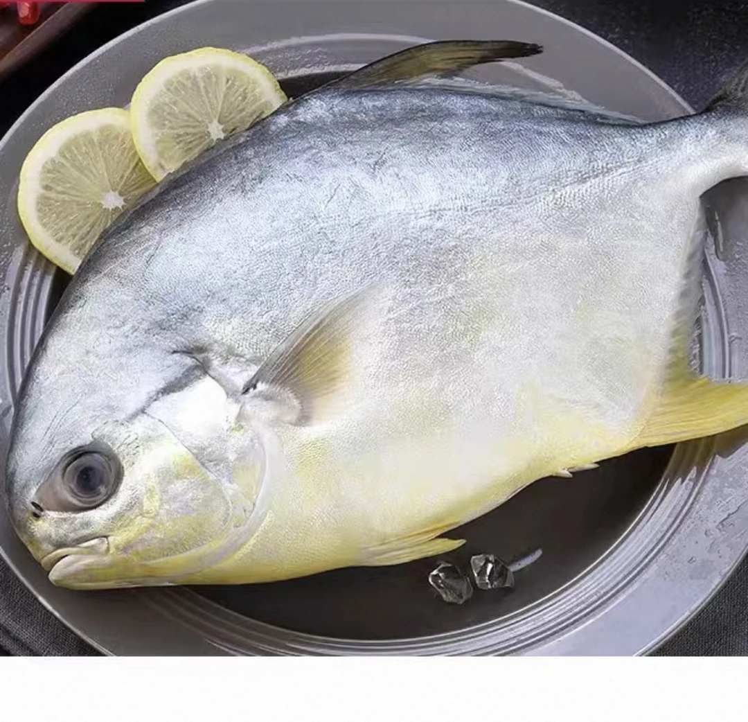 【新疆包邮】4条450-500g新鲜深海金鲳鱼肉质鲜嫩刺少肉多清蒸红烧