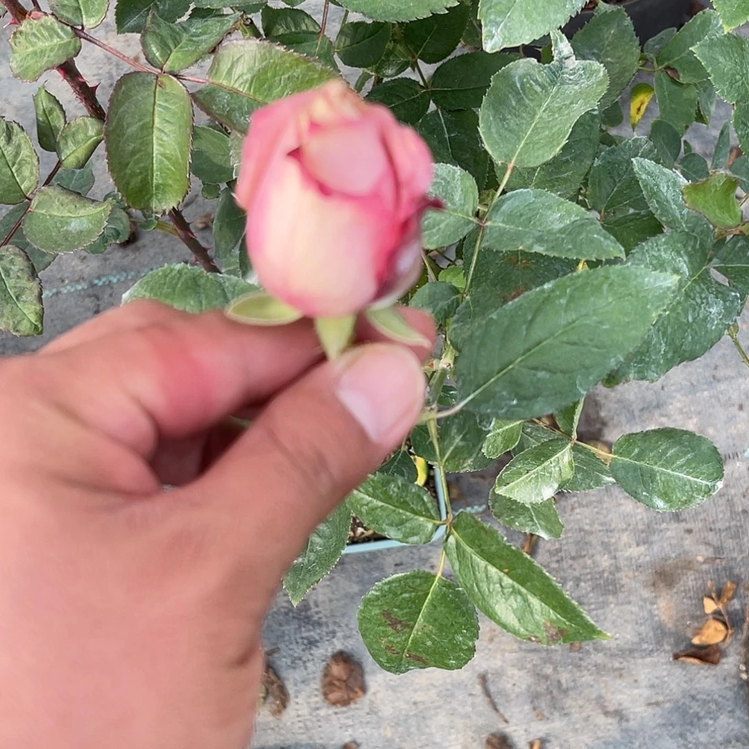 无花朵——-巧合 福利款