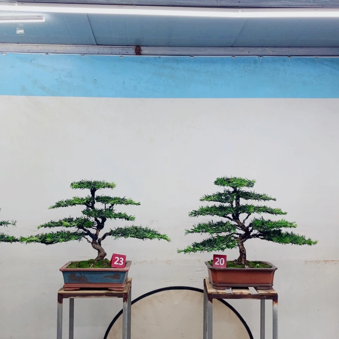 完全开放罗汉松造型艺术