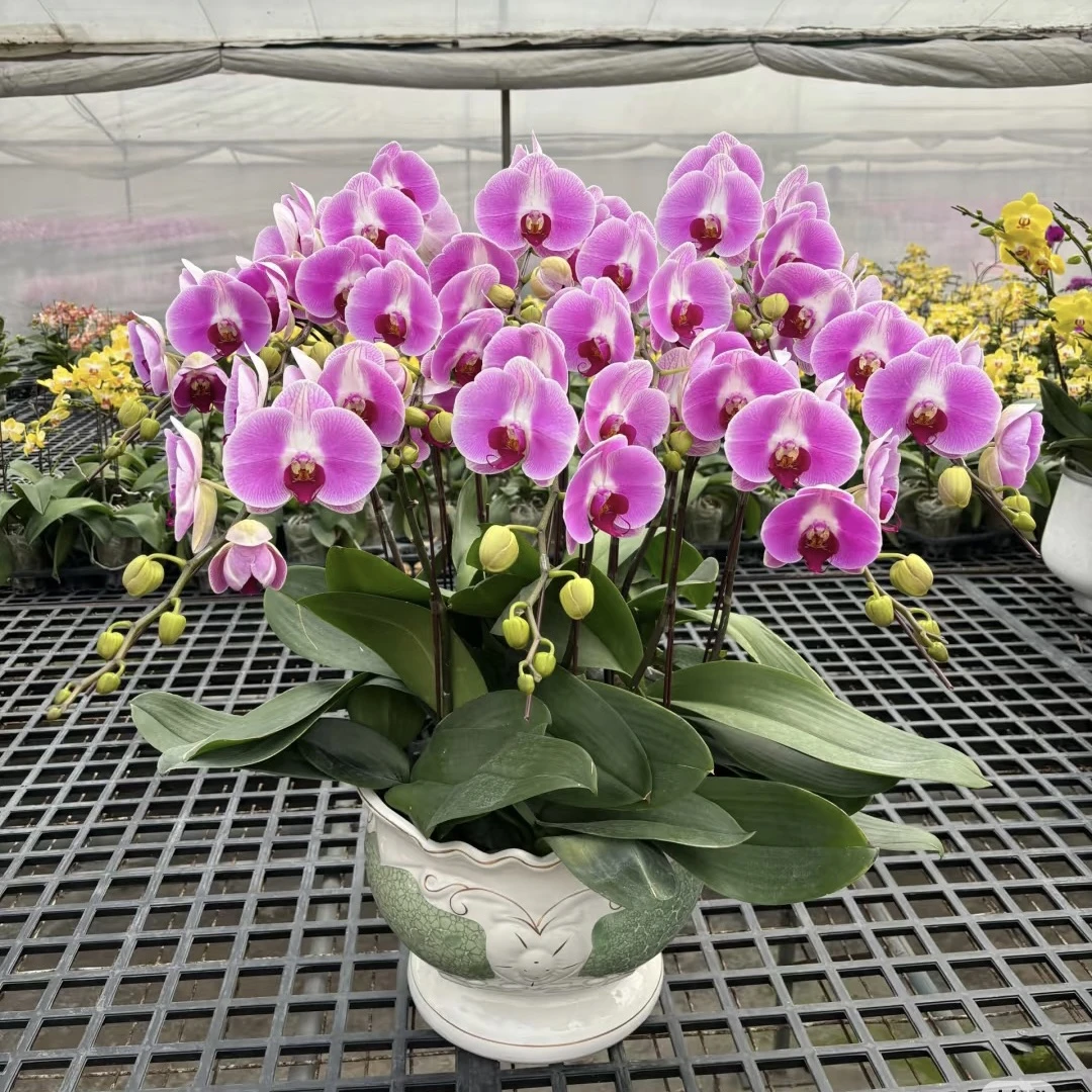 大花型带剑【仙桃】2.8寸杯经典皮实蝴蝶兰苗（全店满2单发货）