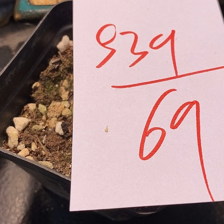 539一颗。