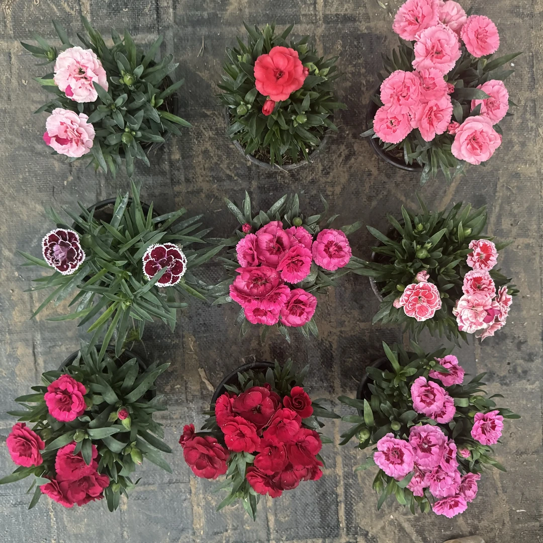 奥斯卡康乃馨石竹耐寒耐旱混色随机搭配四季多年生观赏带花苞发货