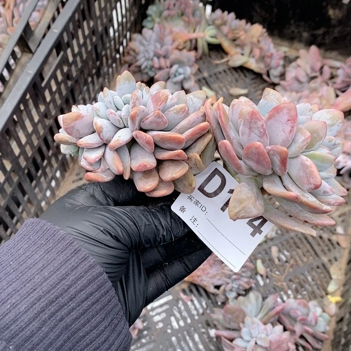 芋***。174 粉兔缀哇哇哇