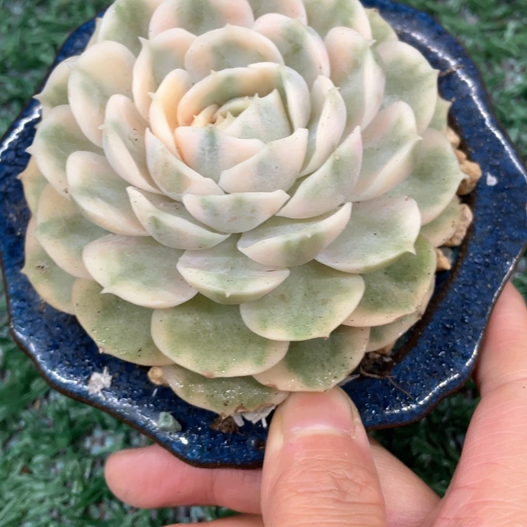 昂斯洛锦一物一拍28包邮非偏远