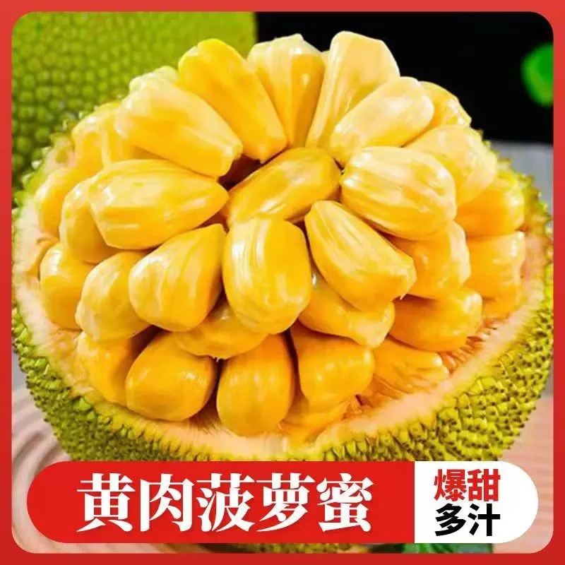 【爱心助农】黄肉菠萝蜜香甜可口一整个新鲜发货当季现摘水果
