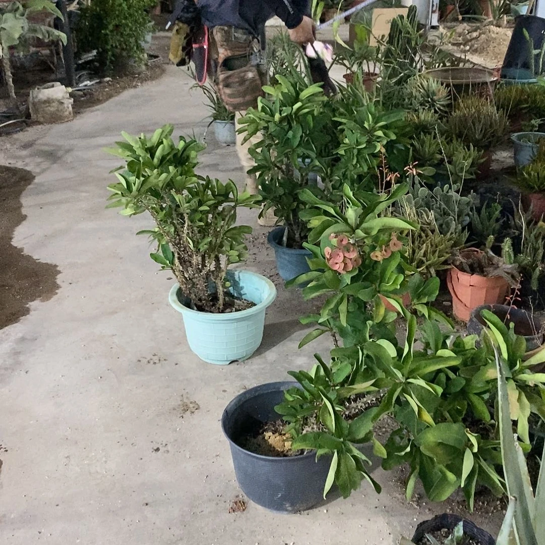 虎刺梅高60-70公分一丛发货量拍