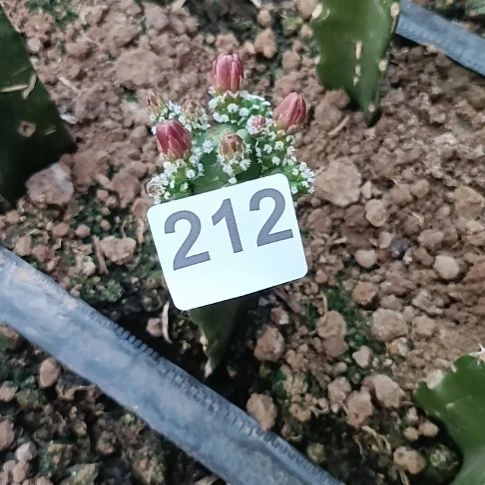 水仙情郎一棵紫色花212