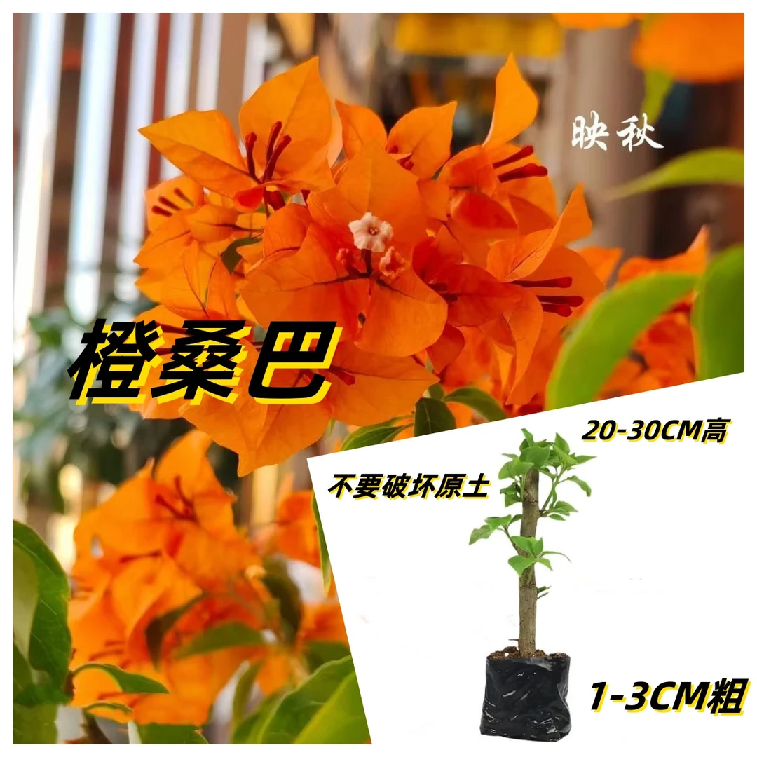 三角梅橙桑巴绿植盆栽花卉阳台庭院楼顶四季开花勤品种新疆可直发