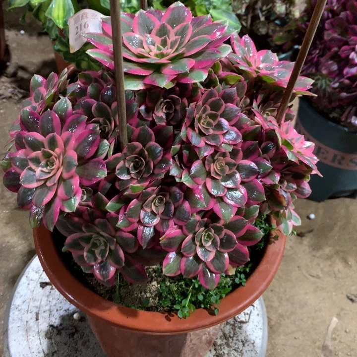 216粉女郎多肉植物特价