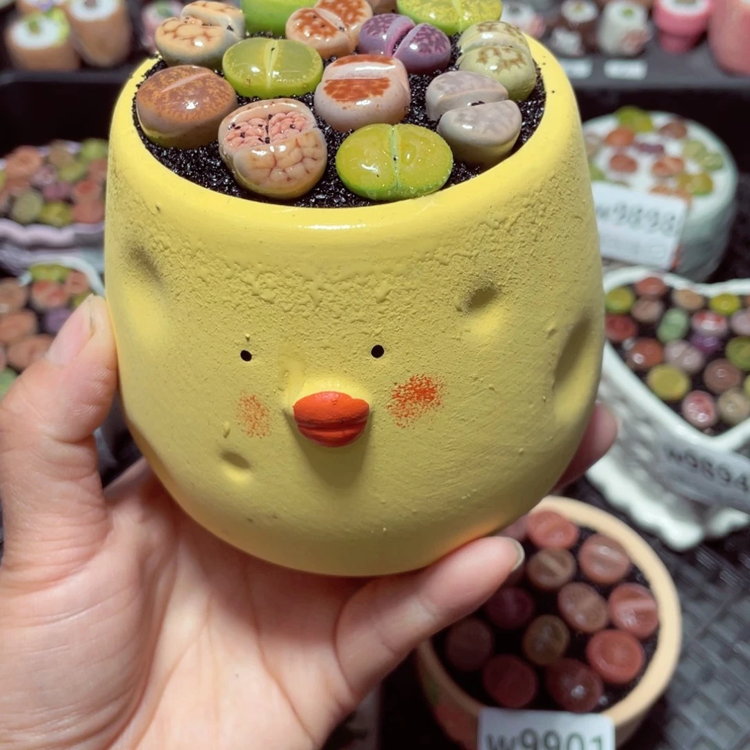 w9858 带盆土发货-零下地区拍保温箱