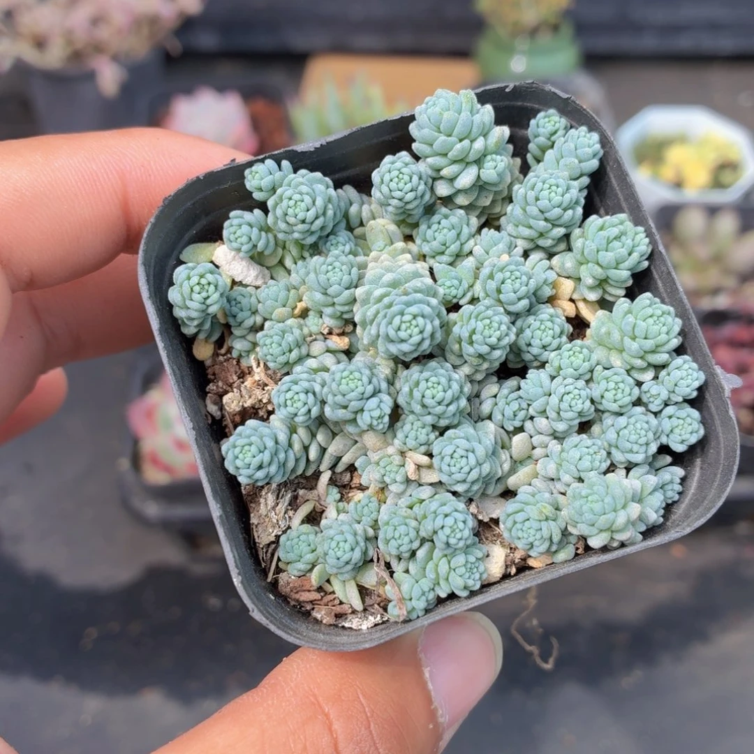 姬星美人多肉9.9包邮发货