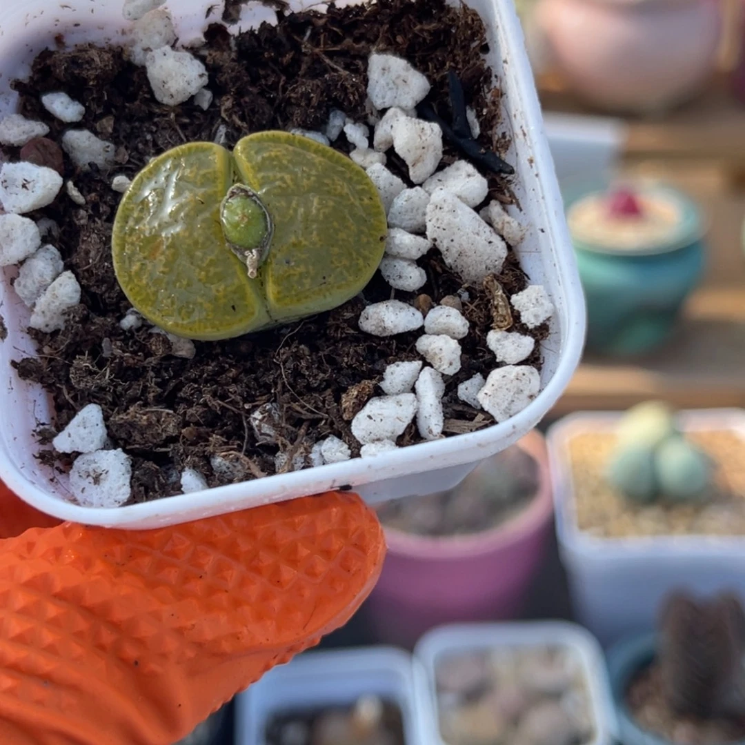 多肉植物一物一拍58