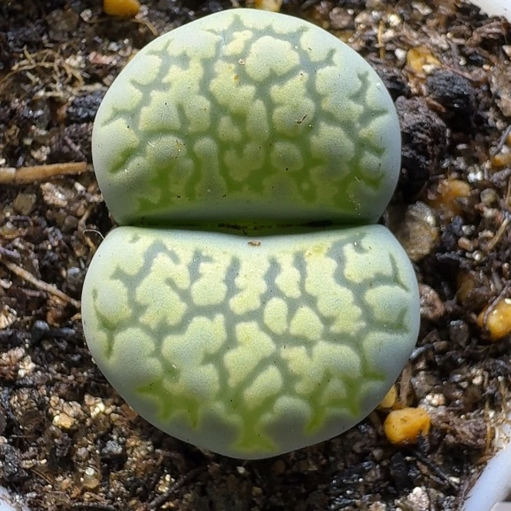 生石花2111112。   138