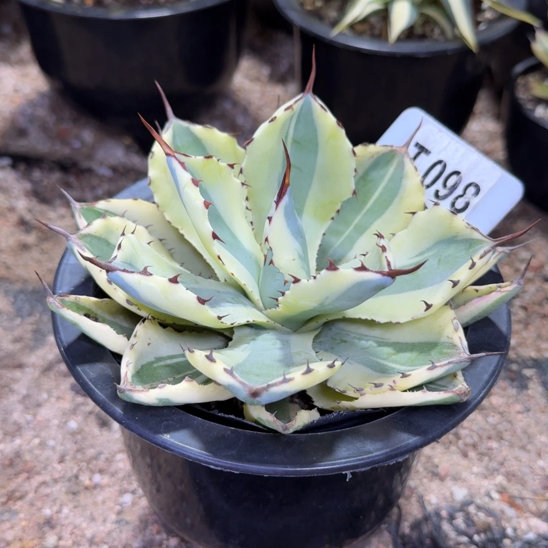 福利沙漠之砖脱土发