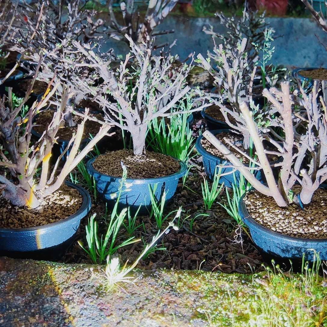 盆景红花一号长寿梅