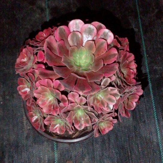 *****无花朵美杜莎法师多肉植物34号