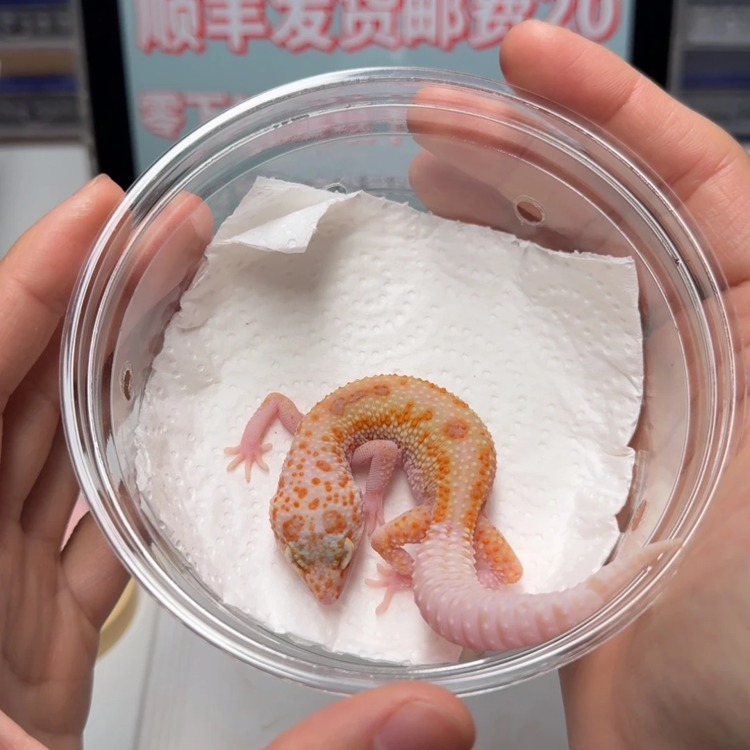 豹纹守宫雪花红眼暴龙迷