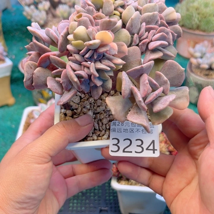 大3234:？xbxncnbbb