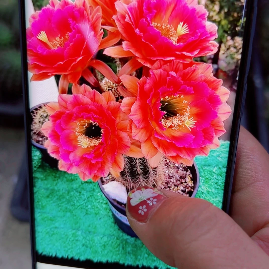 下49毛春春歪无根侧芽5公分左右20包邮