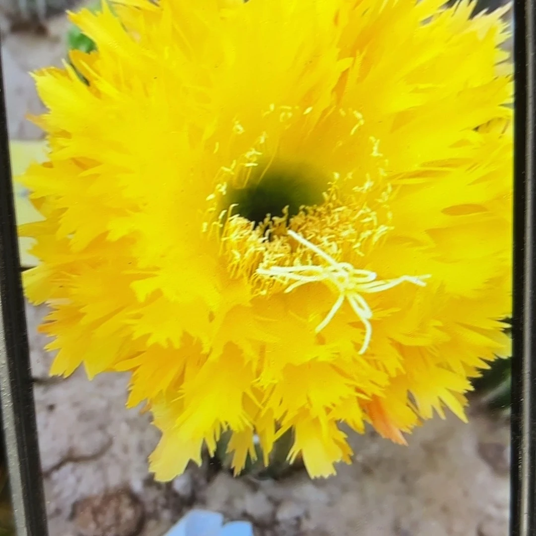 黄据齿毛侧牙20包邮仙人球22