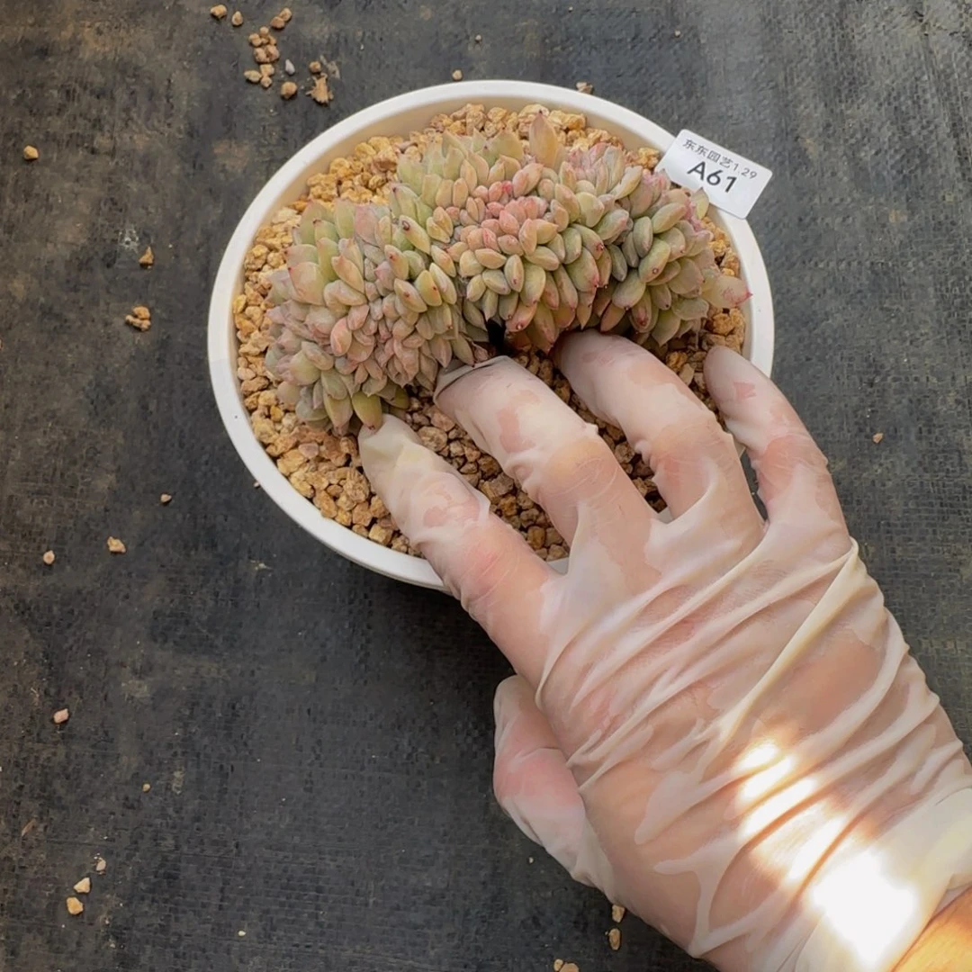 a 61号一物一拍呀