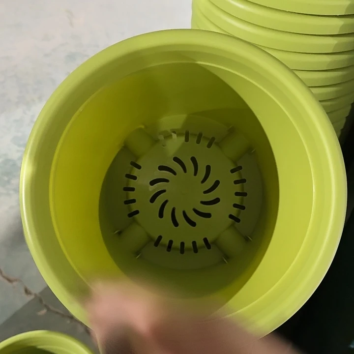 四季4号果绿无托10个特价微瑕