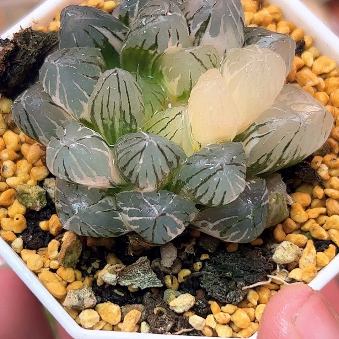 Om锦十二卷多肉植物