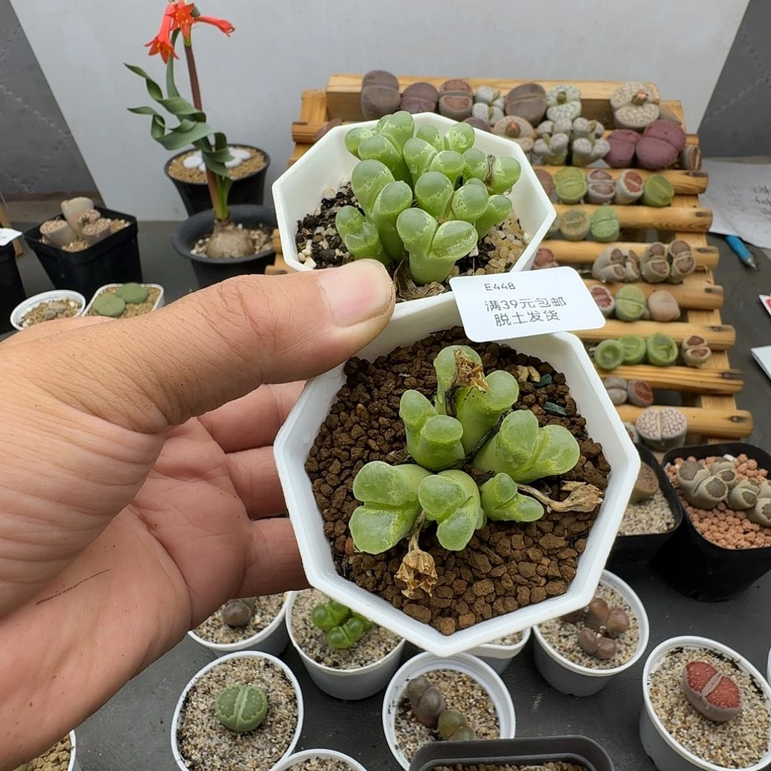 懒***佳448腿长福利款哈哈哈哈哈