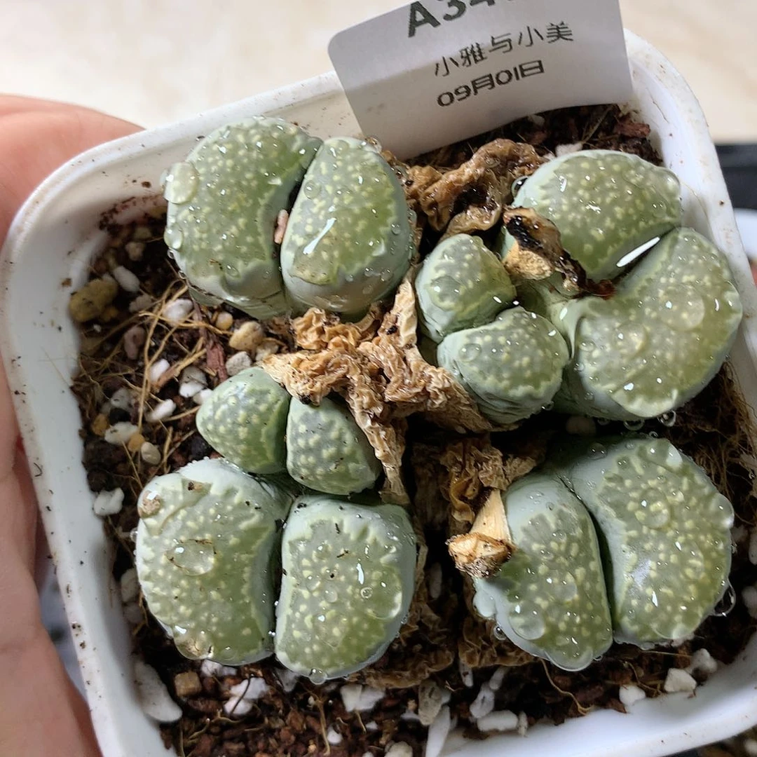 A345多肉植物保护研究所