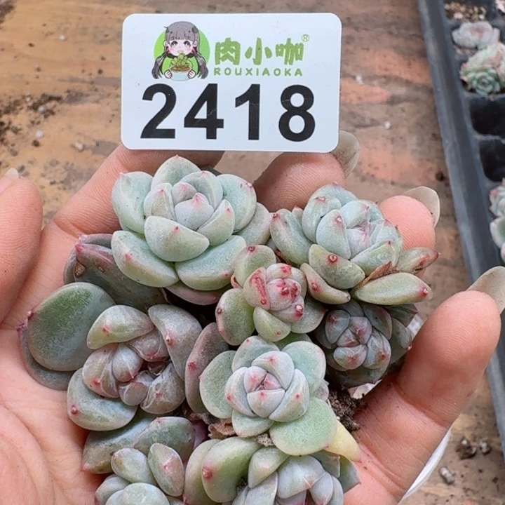 多肉植物多肉植物