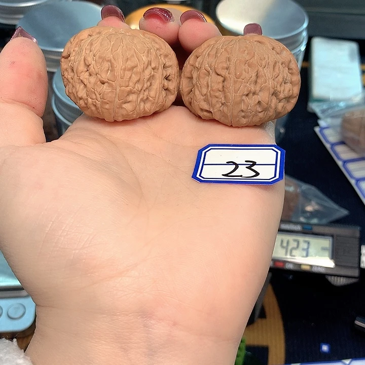 木质类白狮子43尺寸