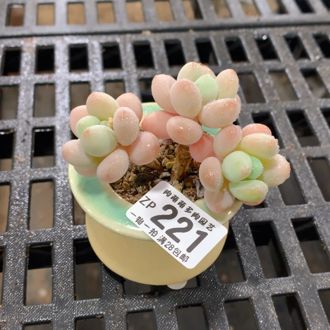 肉萌萌拇指盆精控多肉ZP221