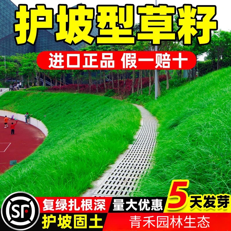护坡固土草坪草籽四季常青边坡绿化河道狗牙根黑麦草狗尾巴草种子