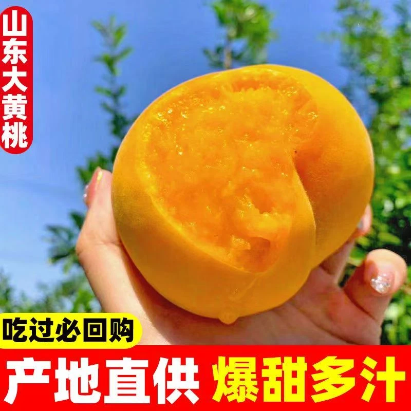 毛 桃  2斤 山东蒙阴 黄金蜜黄桃 现摘现发 脆桃子软桃 应季水果