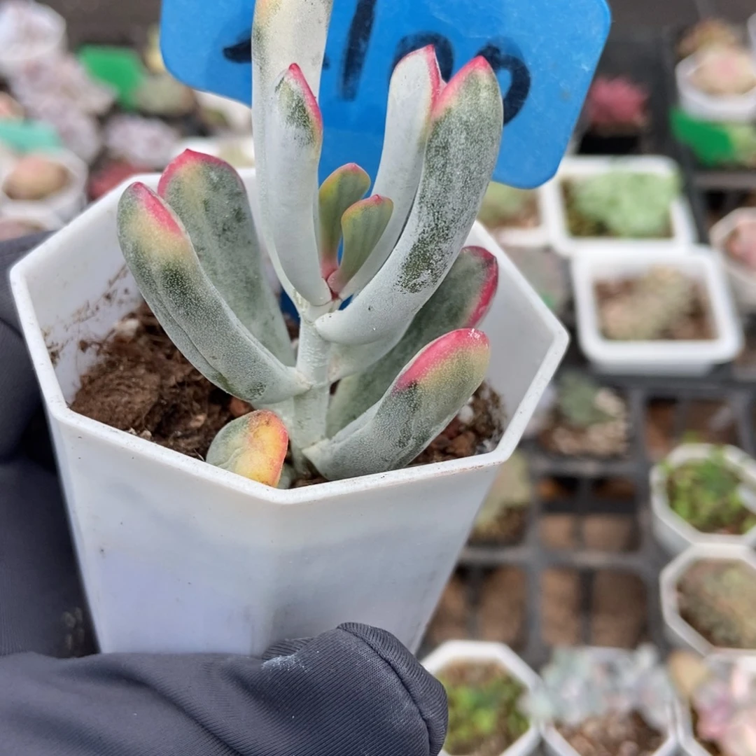 2100棒叶福娘锦多肉植物