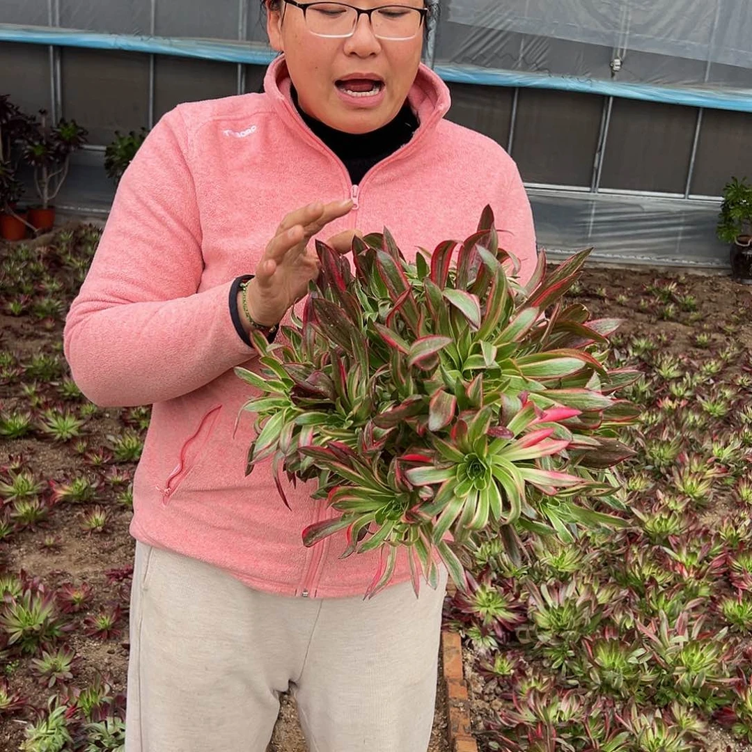 大红孔雀9.99一颗